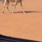 للبيع عشرا تحتها بكره