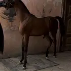 مهر مكس