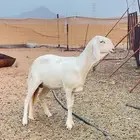 رخل سواكن ابيض