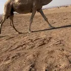 ضروبه