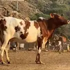 تم البيع   الله يبارك للجميع