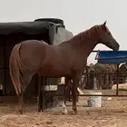 فرس شعبية لقاح ثقيل