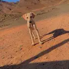 الي عنده جراوة سلق او سلق يتواصل معي خااض ضروري ..