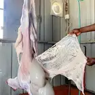 ذبايح مع خدمة الذبح والتوصيل