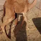 بكرة حمرا على الحليب
