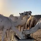 انياق مقنوي للبيع للتواص على هذا الرقم ( )