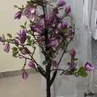 شجرة من هوم بوكس