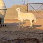 حري جذع العمر 7 شهور و 20 يوم