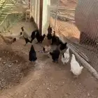 للبيع ديكه و دجاج براهما مسرول مشروك مع بلدي .