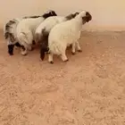 طليان نعيم الريآض حي الشفآء آي مكان نوصل فيه ذبح باقي آثنين