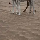 حواره كفو لهل لزين