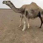 ثلاث خلفات وضح