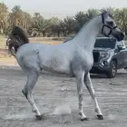 مهره واهو ( تم البيع )