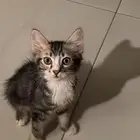 قط شيرازي للتبني جميل جدا