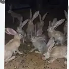 ارانب بريه للبيع العدد حدود 8