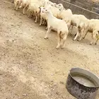 رخال حرش مقاني