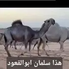 قعود فحل حق يلقي بالشتاء القادم باذن الله