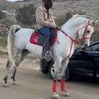 حصان مصري بيور صافي