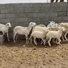غنم وليد ودفيع