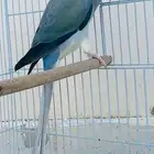 للبيع انثي دره كلير تيل فايلوت تزكواز وايت هيد