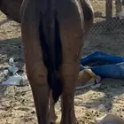 قعود مفرود فل الفلل تم البيع