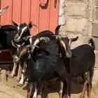 معزا حوو متابيع ( تم البيع )