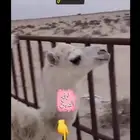 حوار حليب