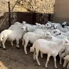 بهم