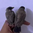 للبيع فروخ بلابيل ( تم البيع )