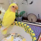 فرخ روز هدد(تم البيع الله يبارك للجميع)