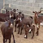 معزا وشح للبيع