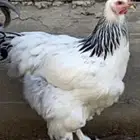براهما سوبر جامبو