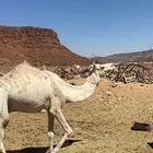 جمل سوداني للبيع