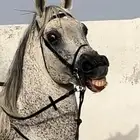 حصان عمر 9سنوات