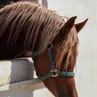 عسف خيل -ايواء واهتمام بي الخيل التواصل واتساب