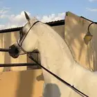 مطلوب حصان متاح للتشبيه لوجه الله بتبوك للشعبي