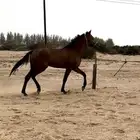 خيل شعبي