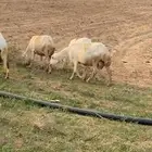 ضان دفيع قريب