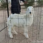 للبيع نجدي عيسي