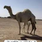 للبيع الخلفه والضريبه والبكره