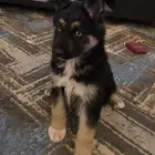 جراوي جي هاسكي الاب جيرمني والأم هاسكي