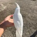 كروان أليف سوبر جامبو عيون حمر