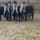 جفرات صنف النعيرية