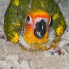 صن كنيور جملة وتفريد