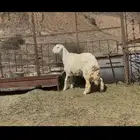 مشروع فحل حري