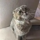 قطوه سكوتش انثى واليفه وتطالب تزاوج