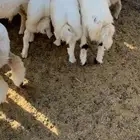 طليان