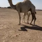 البل