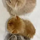 قطط للبيع