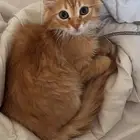 قطط للتبني